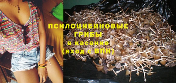 крисы Баксан